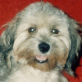 ajsa_portret.gif(21 kb)